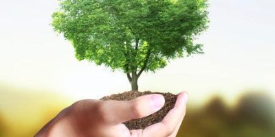 27494062-pequeno-arbol-planta-en-la-mano